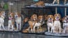 Beagle breeder in Virginia fined $35M after 4,000 dogs rescued