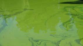 Toxic algae caution advisory issued for Pierce County lake