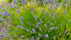 Sequim Lavender Festival returns in July