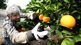 Orange juice prices set to stay high as diseases, extreme weather ravage global harvests