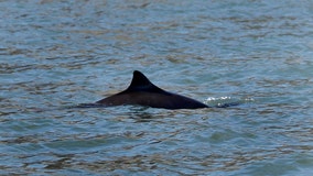 Expedition spots only 6 to 8 vaquita porpoises, the most endangered marine mammal