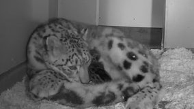 Seattle's Woodland Park Zoo welcomes 3 newborn snow leopard cubs