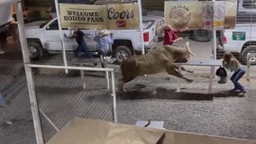 Bull that jumped fence at Oregon rodeo to retire from competition, owner says