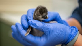 Tacoma's Point Defiance Zoo welcomes six newly hatched penguin chicks