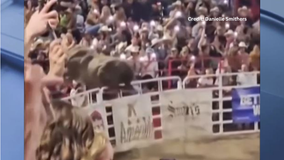 Rodeo bull hops fence at Oregon arena, leaving several injured