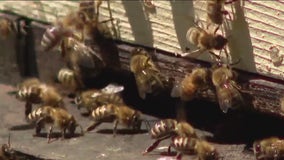 Pollinator Peril: The ongoing battle for Washington’s honeybee keepers