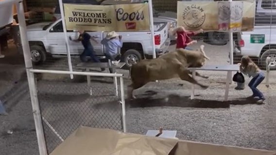 Bull that jumped fence at Oregon rodeo to retire from competition, owner says