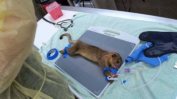 Abandoned kinkajou 'in fair health' after checkup at Tacoma's Point Defiance Zoo
