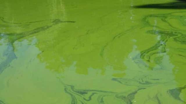 Toxic algae caution advisory issued for Pierce County lake