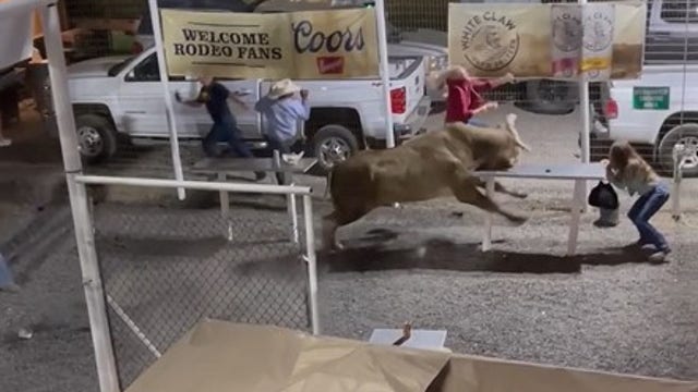 Bull that jumped fence at Oregon rodeo to retire from competition, owner says