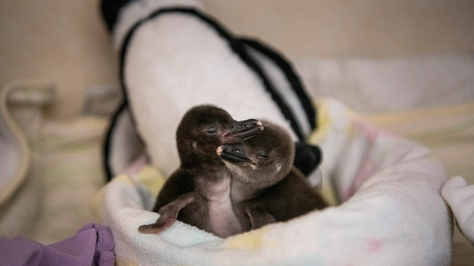 Zoo welcomes 6 baby penguins in WA