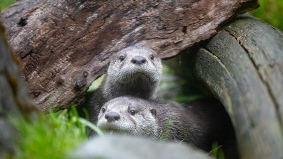 otter pups at woodland park zoo