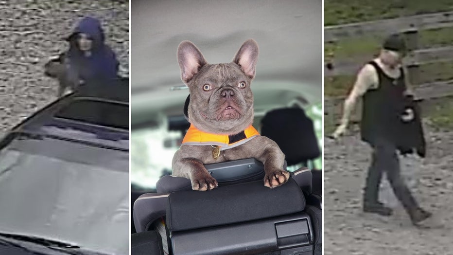 bonney lake french bulldog thieves