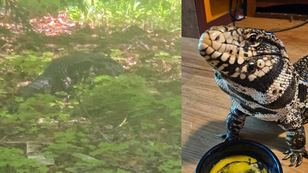 Missing pet tegu mistaken for alligator found safe | FOX 13 Seattle