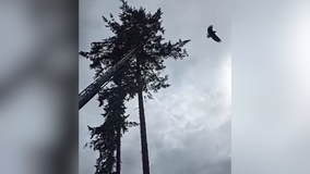 2 Bald Eagles rescued after fighting each other in Federal Way