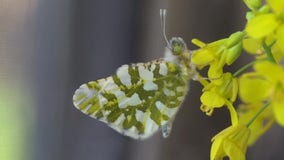 San Juan Island works to save one of the rarest butterflies in North America