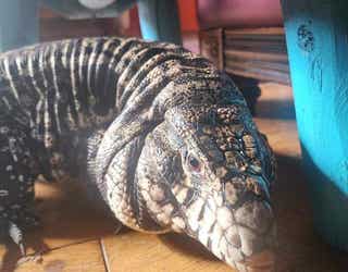 Missing pet tegu mistaken for alligator found safe | FOX 13 Seattle