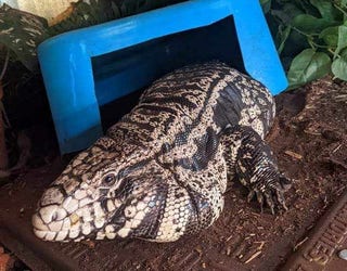 Missing pet tegu mistaken for alligator found safe | FOX 13 Seattle
