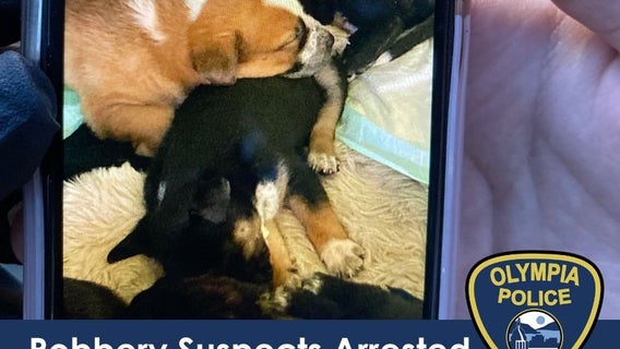 Deputies rescue 3 puppies stolen in Thurston County