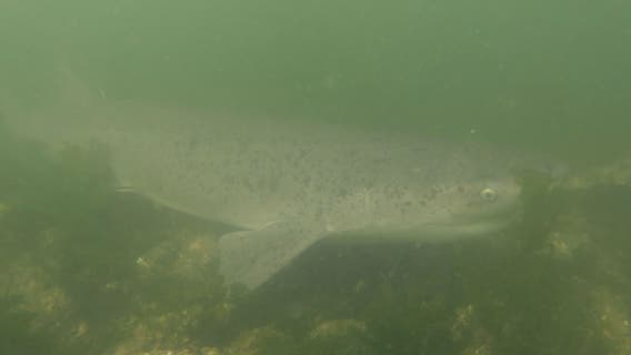 Researchers discover new shark species in Puget Sound