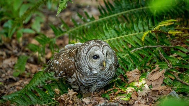 To save spotted owls, US officials plan to kill almost 500K barred owls