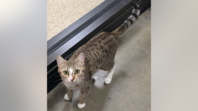 Cat stolen from Puyallup PetSmart: ‘What are they going to do with my cat?’