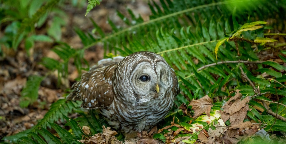 To save spotted owls, US officials plan to kill almost 500K barred owls