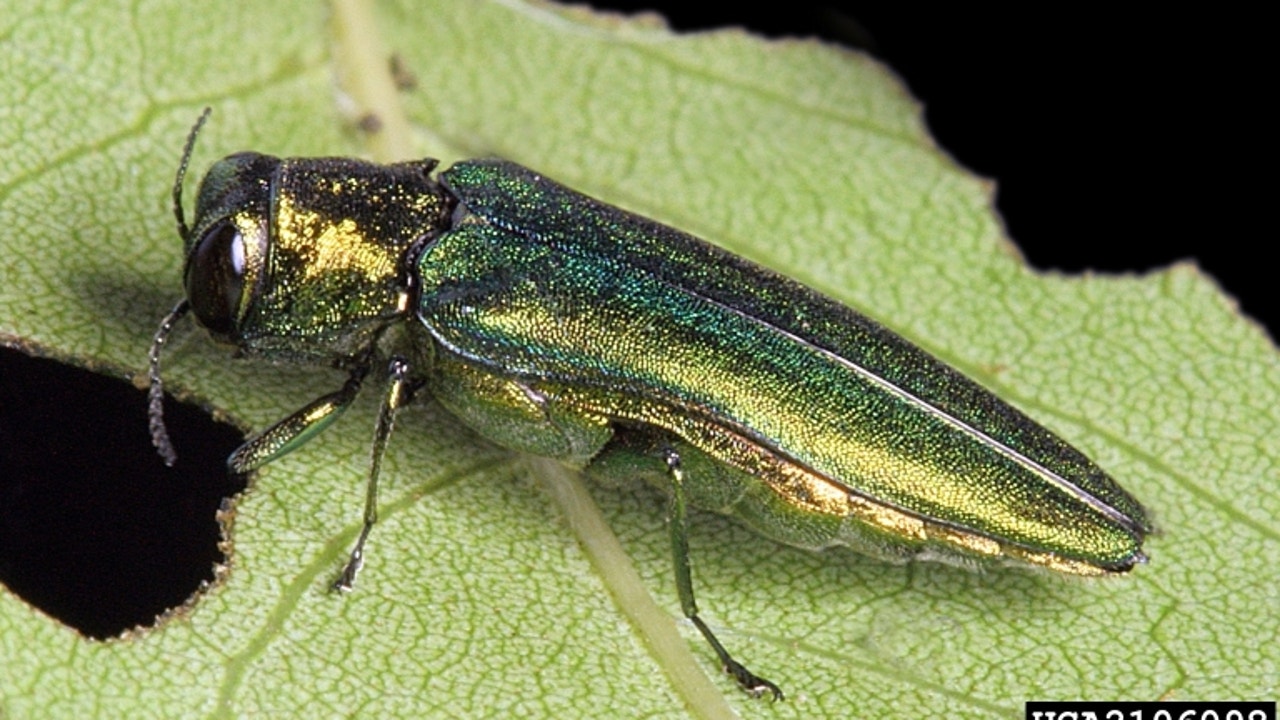 Invasive, destructive beetles spotted in Pacific Northwest