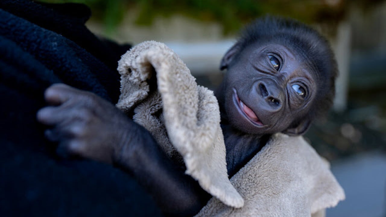 Baby gorilla will leave Seattle zoo. maternal bonding fails