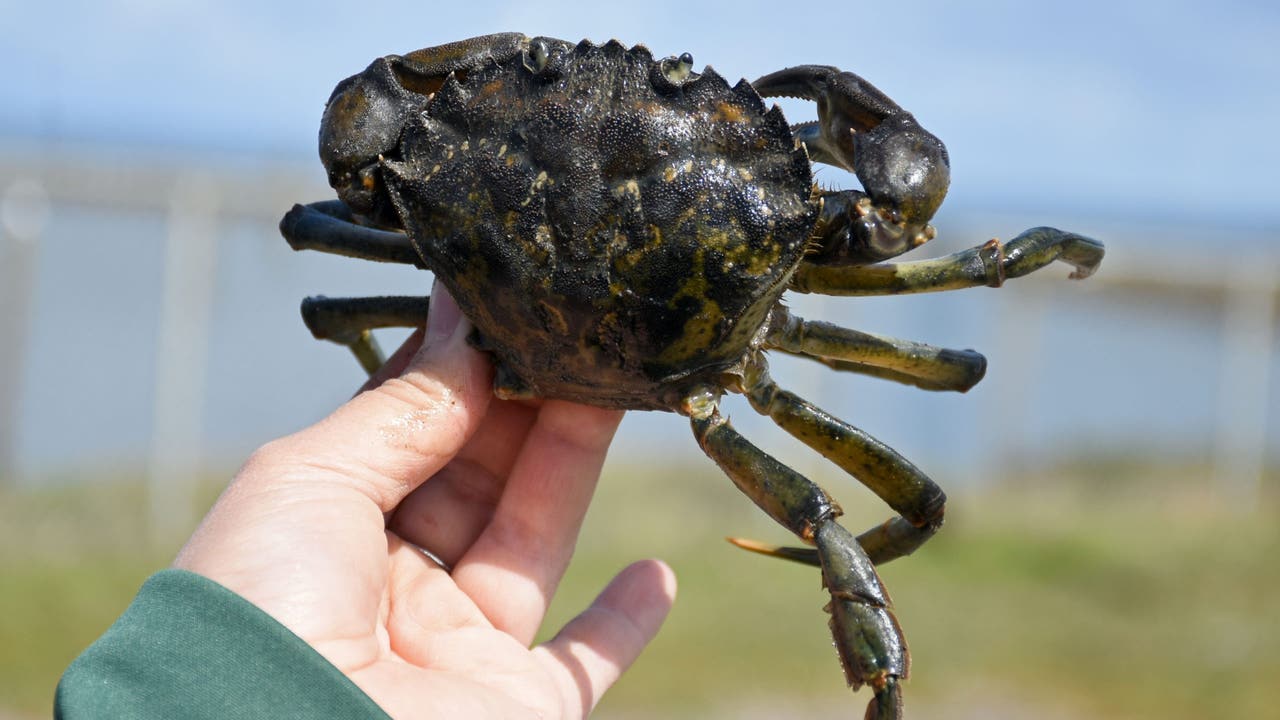 European shore crabs found in the Quillayute River in Washington