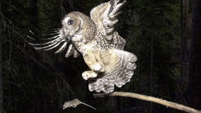 Killings of invasive owls to ramp up on US West Coast in bid to save native birds