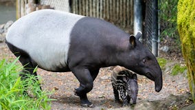 Final chance to see Woodland Park Zoo's last Malayan tapir in Seattle