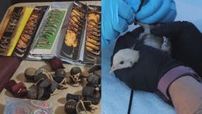 Pierce County deputies disrupt international cockfighting ring in Buckley, WA