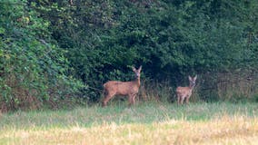 What is 'zombie deer' brain disease and how did it end up in WA?