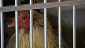 WA animal sanctuary turns to public for help rehoming cockfighting roosters