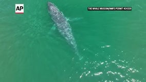 Drone video shows humpback whale swimming with no tail in Salish Sea