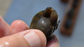 WA Fish & Wildlife warns of 'catastrophe' after finding invasive mussel