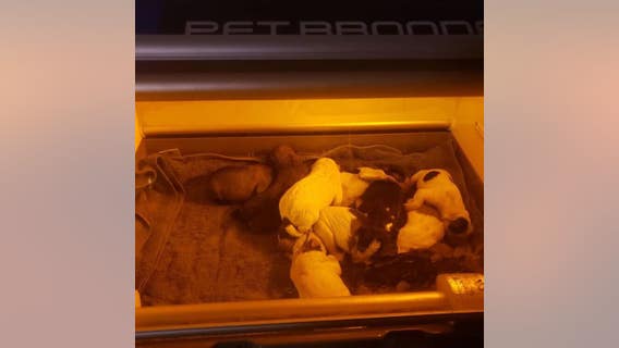 11 puppies abandoned in planter box in WA