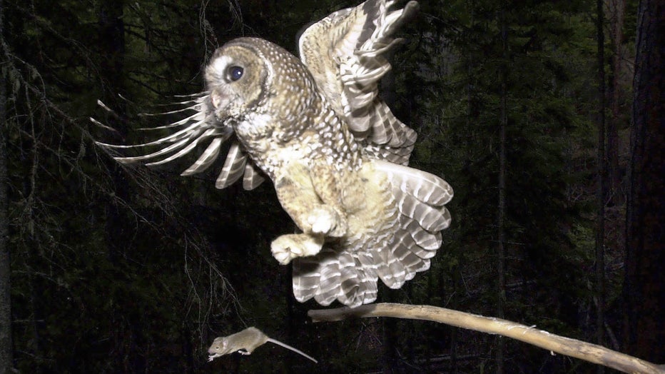 A northern spotted owl