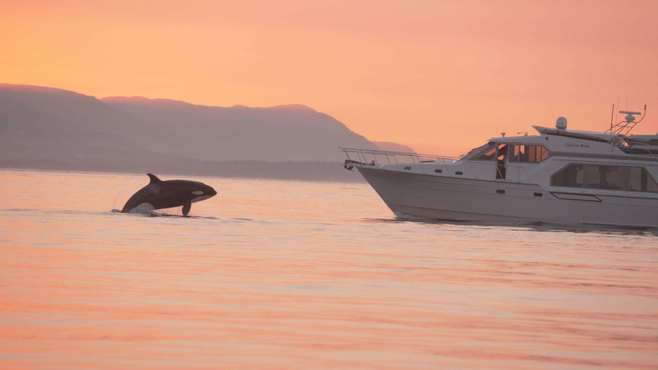 A killer whale leaps out of the water near San Juan Island in Washignton state, as a 51-foot vessel motors ahead toward a pod of killer whales.