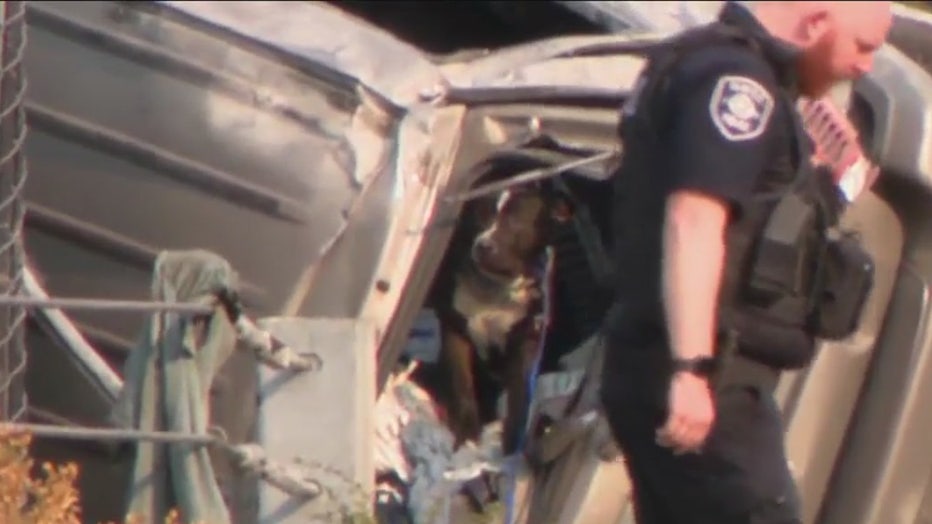 A dog that survived a deadly crash stands near the rear window of the flipped over car as police investigate the scene in Seattle