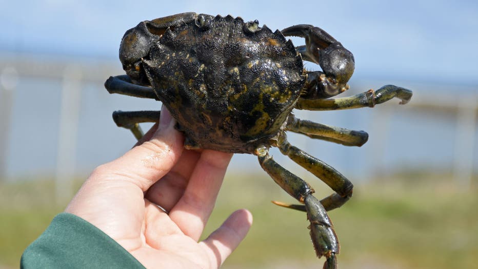 invasive green crab photo