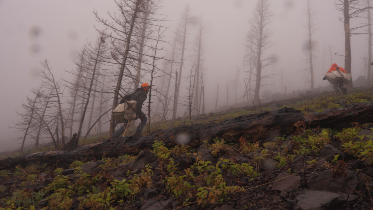 How WA businesses collect pine cones to regrow forests FOX 13 Seattle