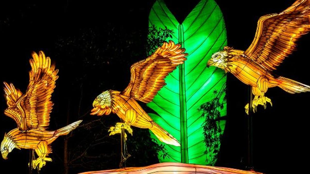 wildlanterns1.jpg?ve=1&tl=1