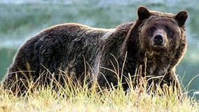 Idaho grizzly bear attacks hunter in 'surprise encounter'