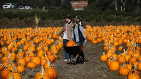 Top pumpkin patches, corn mazes near Seattle to visit now