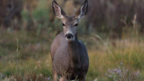 WSU pathologists confirm case of plague in blind Idaho deer