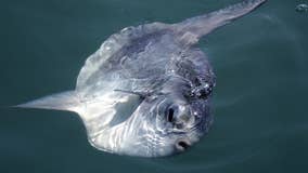 Giant, alien-looking fish washes ashore in Oregon — you won’t believe its size