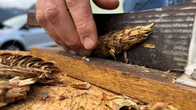 WA businesses turn to pine cone collectors to regrow burned forests