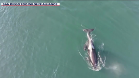 Drone video shows newest member of endangered Southern Resident orca